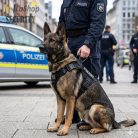 K9 Thorn - Charlie taktikai kutyahám - több méretben és színben