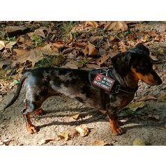 Kutya/kutyás felszerelések